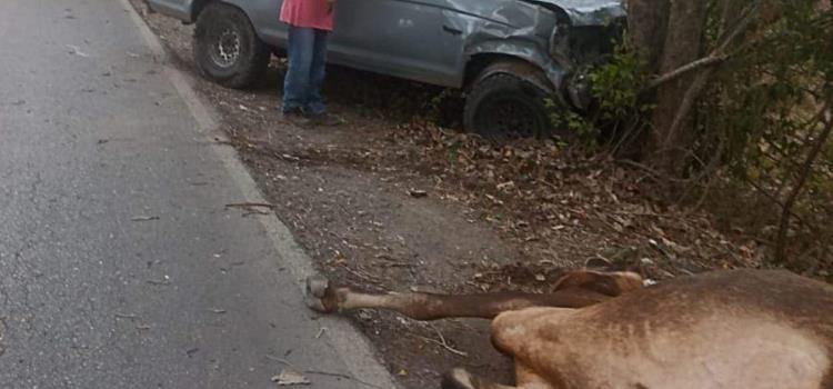 Camioneta chocó contra dos vacas      