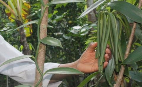 Producción de vainilla en riesgo de perderse 
