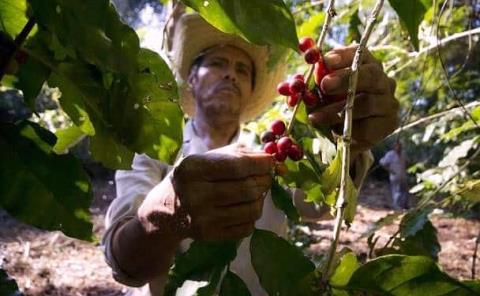 Pesca y cafeticultura sectores a desaparecer 
