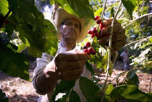 Pesca y cafeticultura sectores a desaparecer 