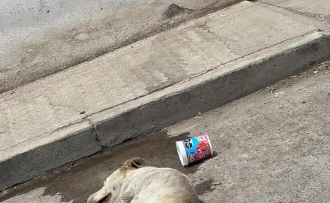 Atropellaron y  Abandona a perro  
