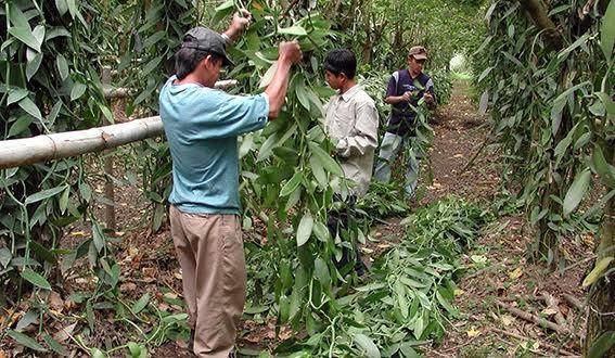 Vainilleros necesitan tanque de agua 