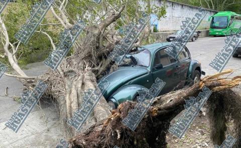 
Árbol aplastó
automóvil
