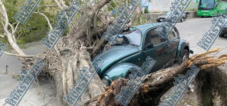 Árbol aplastóautomóvil