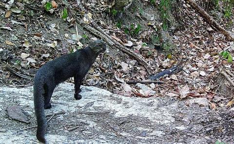 Onza una especie que está en riesgo