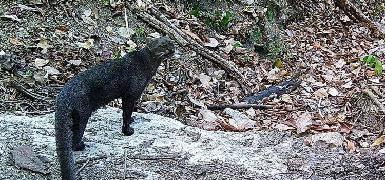 Onza una especie que está en riesgo