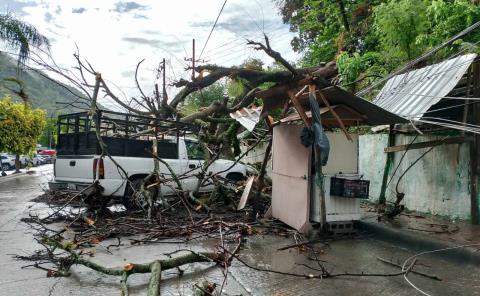 Árbol aplasta vehículo en El Carmen