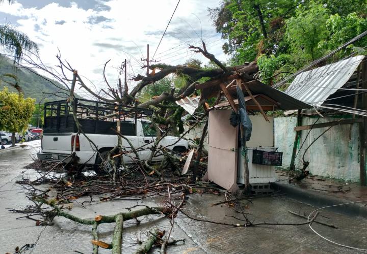 Árbol aplasta vehículo en El Carmen