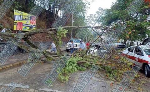 Árbol obstaculizó la carretera