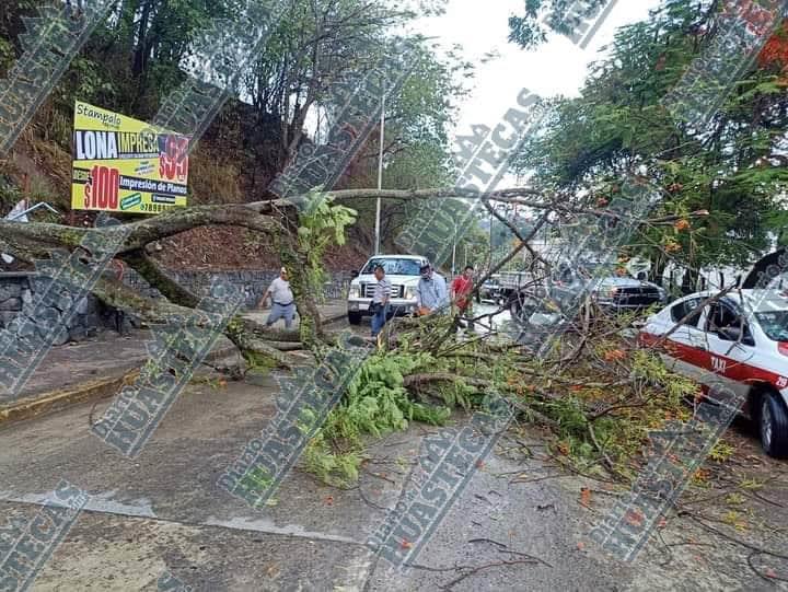 Árbol obstaculizó la carretera