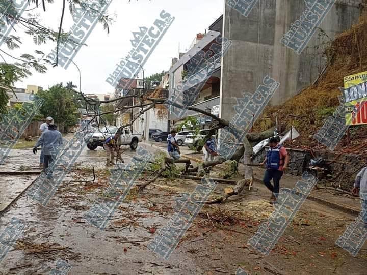 Árbol obstaculizó la carretera