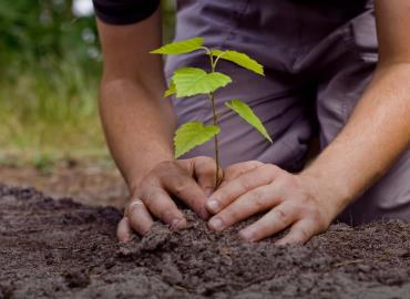 Sembrando Vida invita a sembrar y cuidar árboles