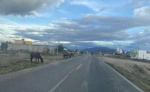 Riesgo de accidente  Por caballos sueltos 
