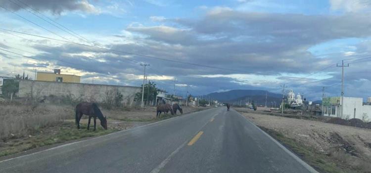 Riesgo de accidente  Por caballos sueltos 