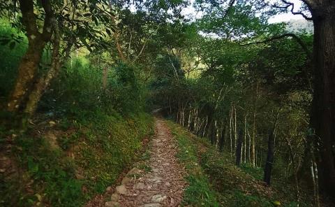 Caminatas en el bosque gran opción para visitar
