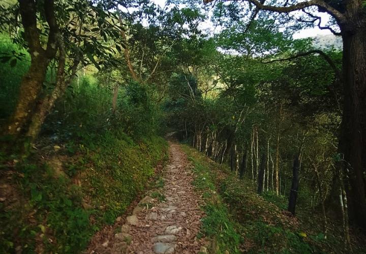 Caminatas en el bosque gran opción para visitar