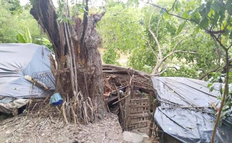 Árbol aplastó vivienda en Tamazunchale