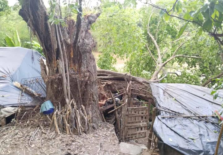 Árbol aplastó vivienda en Tamazunchale