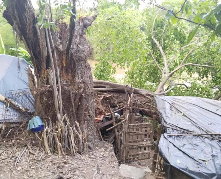 Árbol aplastó vivienda en Tamazunchale