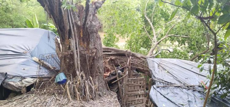 Aplastó vivienda un enorme árbol