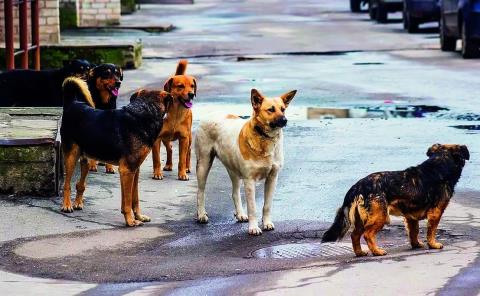 Censarán a perros