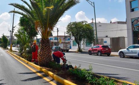 Reforestaron el Paseo Carranza 
