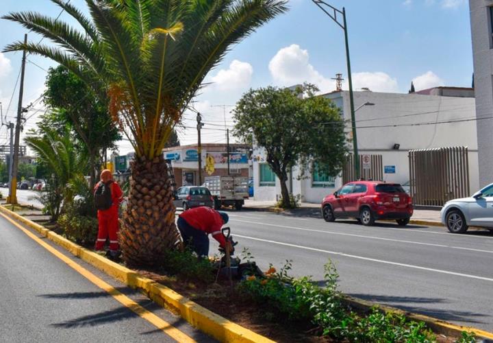 Reforestaron el Paseo Carranza 