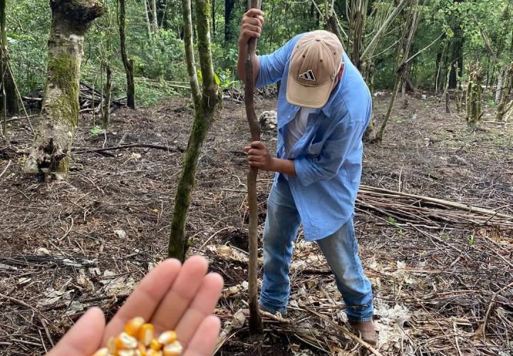 Lluvias mejorarán la producción del campo