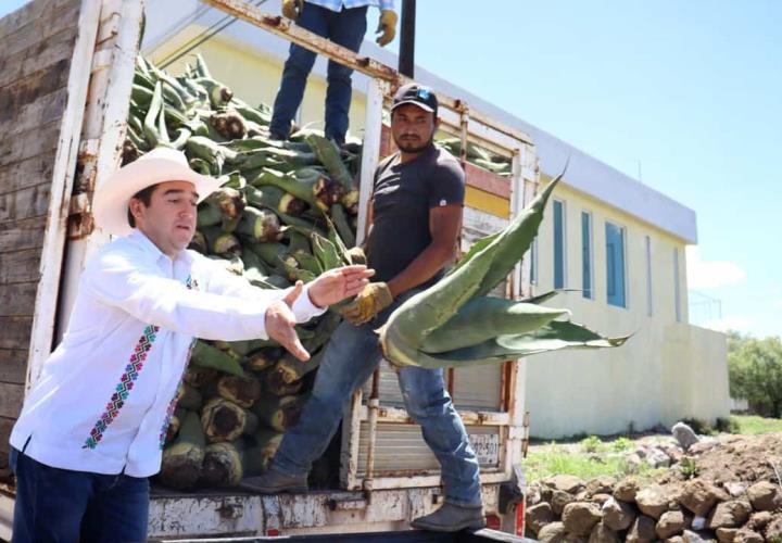 Titular de la Saderh entregó hijuelos de maguey a productores de Zempoala