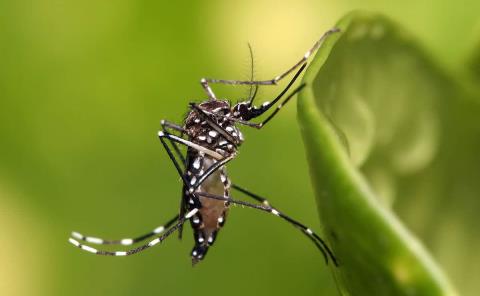 Lluvia y calor, favorece al vector del dengue 
