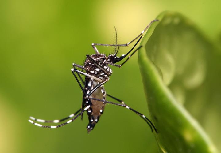 Lluvia y calor, favorece al vector del dengue 