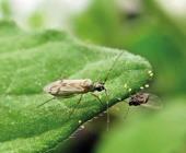 Insectos benéficos es solución a plagas