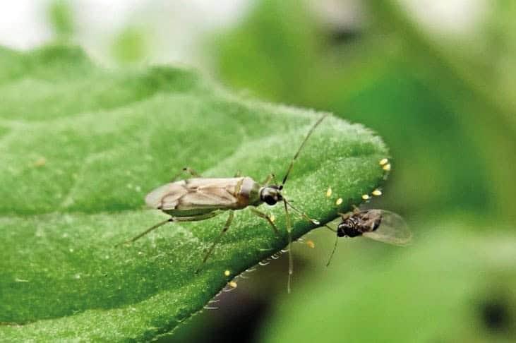 Insectos benéficos es solución a plagas