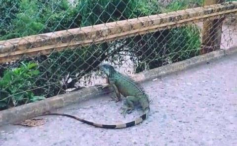 Serpientes y otros reptiles fueron arrastrados por las lluvias