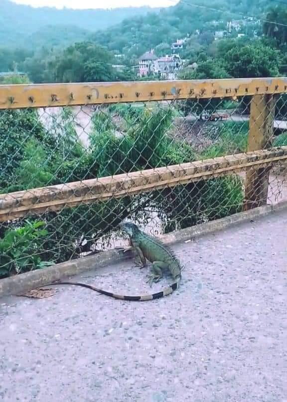 Serpientes y otros reptiles fueron arrastrados por las lluvias