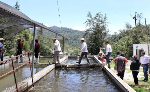 Entrega Saderh crías de peces en Acaxochitlán