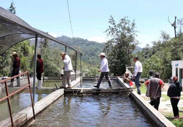 Entrega Saderh crías de peces en Acaxochitlán