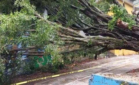 Esperan ayuda de autoridades en Zoyotla por desplome de árbol