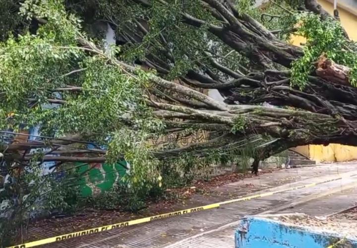 Esperan ayuda de autoridades en Zoyotla por desplome de árbol