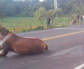 Camioneta chocó contra un caballo 