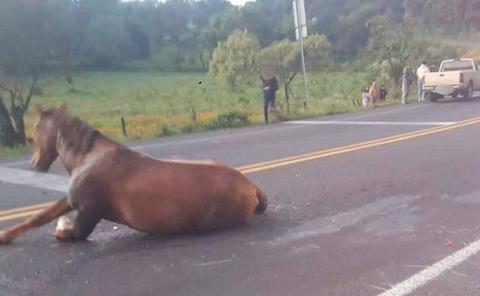 Camioneta chocó contra un caballo 
