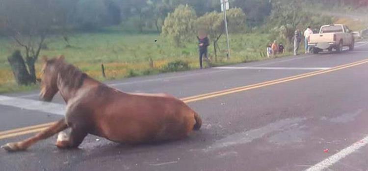 Camioneta chocó contra un caballo 