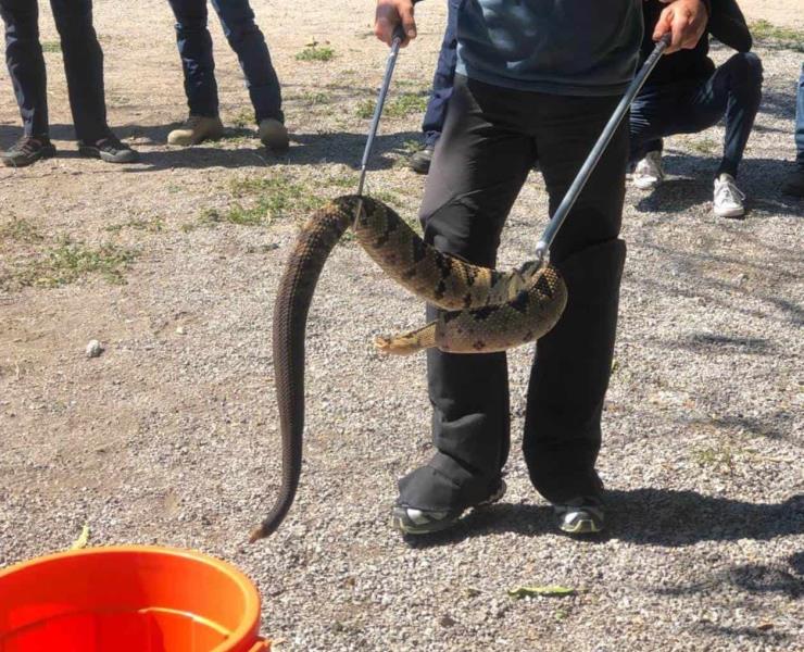 Infundado temor a las serpientes
