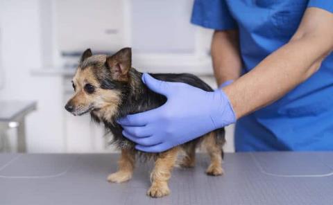 Continúa campaña de esterilización