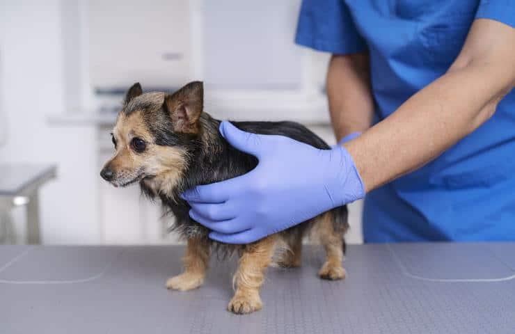 Continúa campaña de esterilización