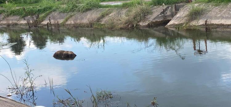 Tiraron animal muerto a canal