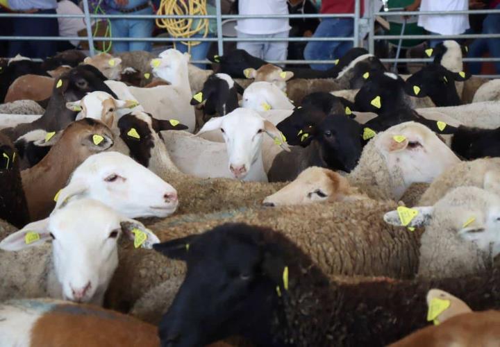 Fortalece Saderh bienestar de productores del campo, a través de diferentes apoyos y programas 