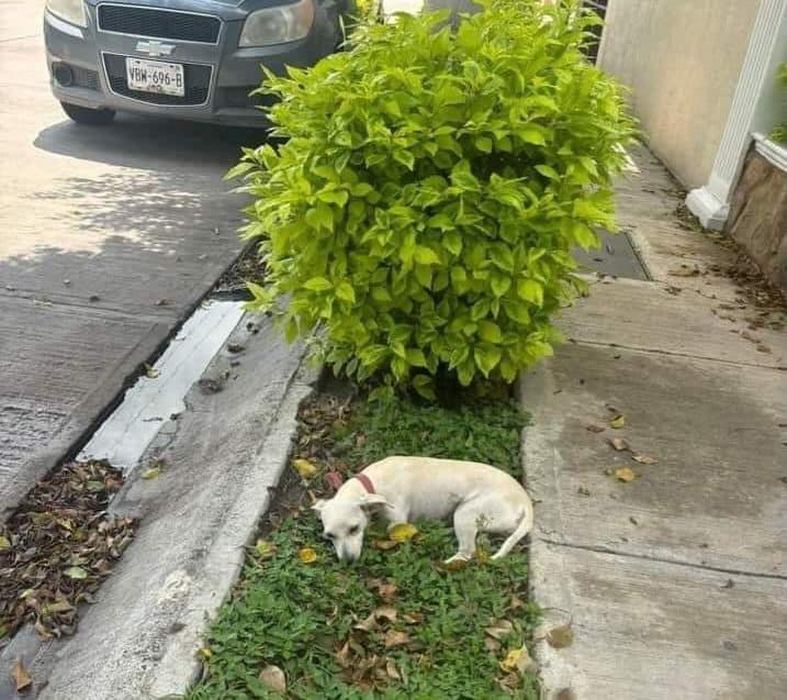 Falta de empatía Hacia los animales