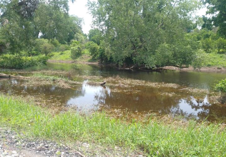 Piden no acercarse al pantano en Las Mesas tras avistamiento de lagarto