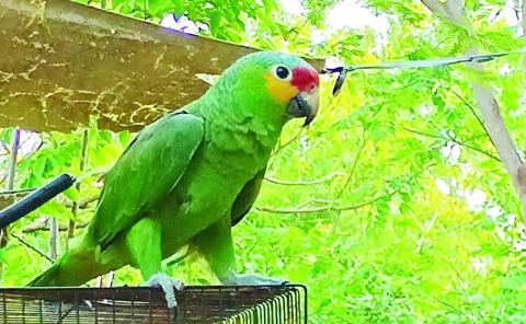 Trafican loros y tuzas